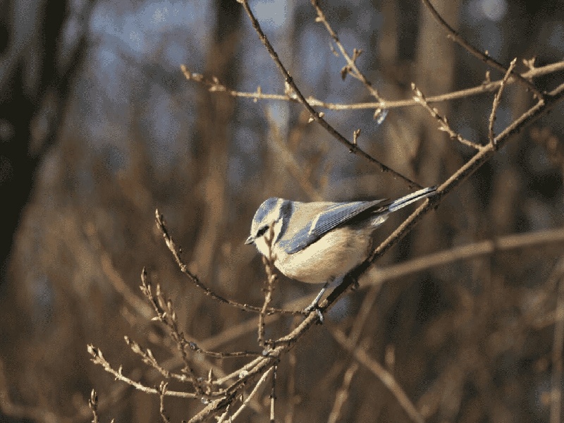 <strong>胎停育做免疫治疗费用（深圳试管女ceo）</strong>