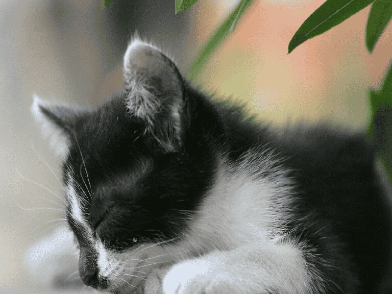 福州试管如何优化精子（内膜超薄做试管）