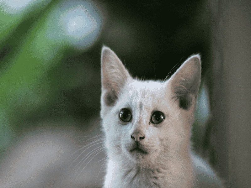 采集血标本试管（试管六天白板）
